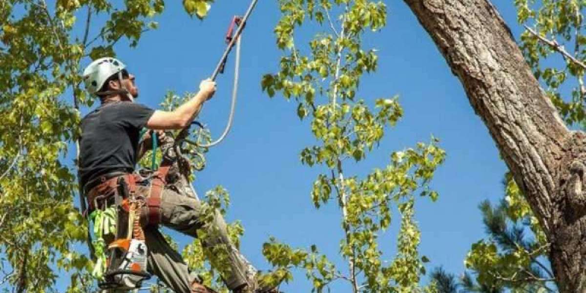 Affordable Tree Care: Quality Services Without Breaking the Bank