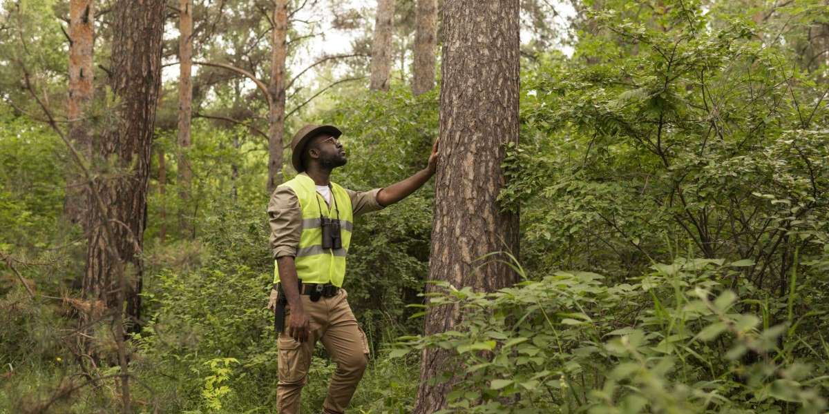 Quality Work, Low Prices: The Best Cheap Tree Trimming Service