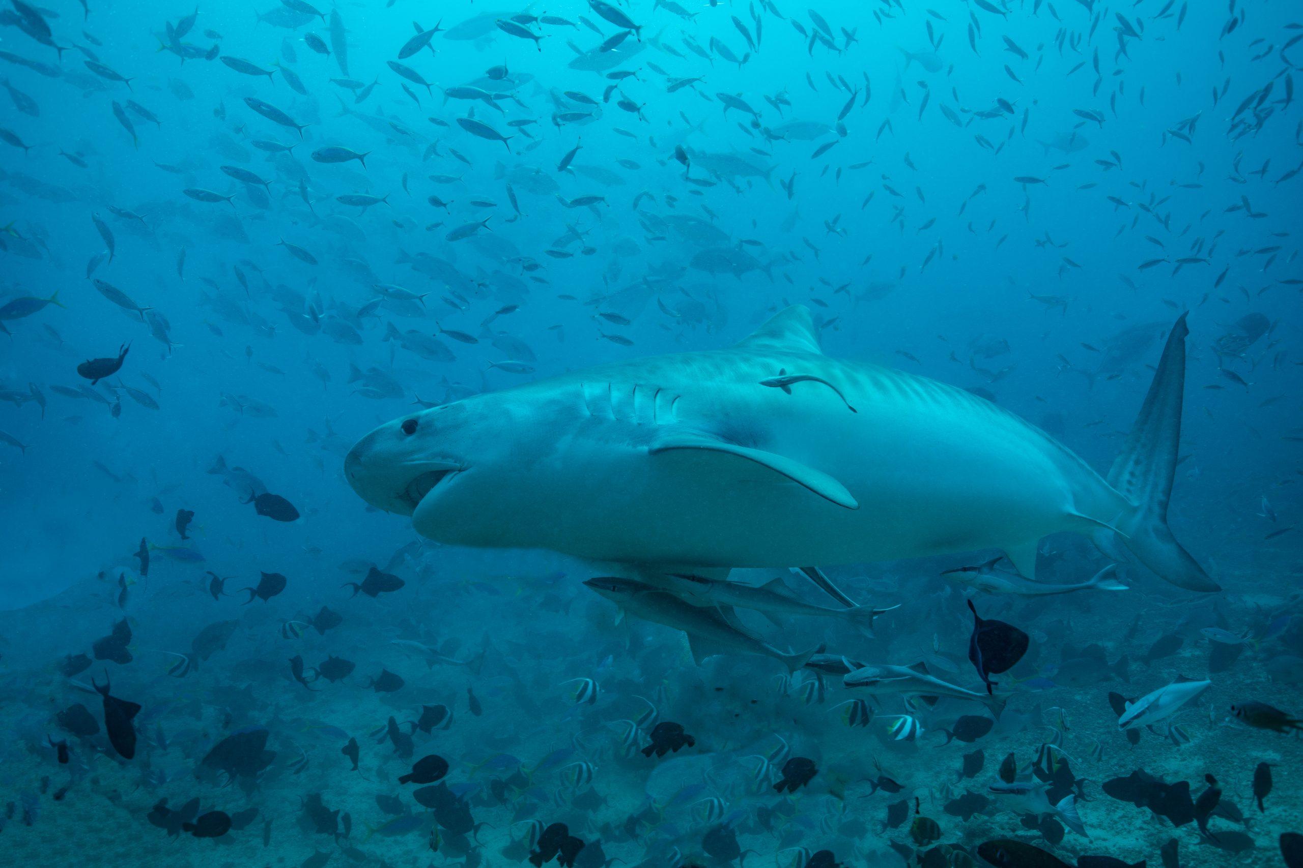 Best Time to Dive in the Maldives: A Guide for Scuba Divers - Spirit Liveaboards