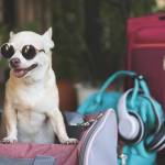 bagfordog