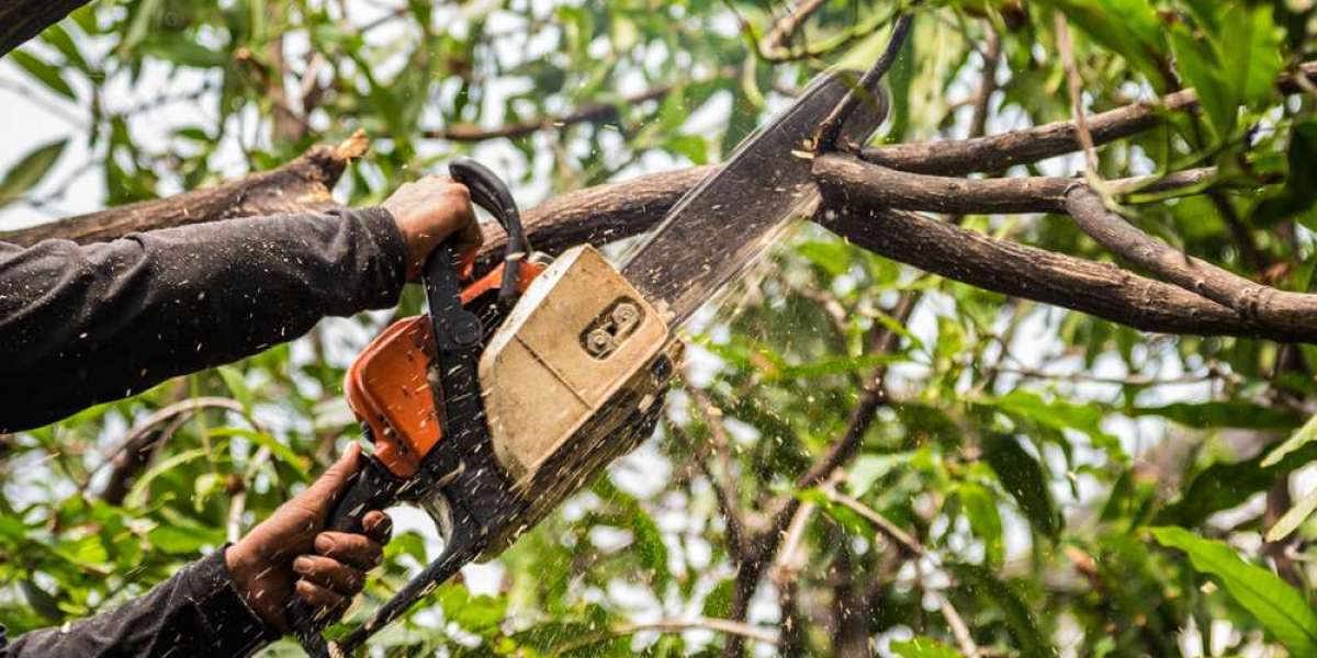 Quick & Affordable Tree Cutting Houston – Call Now!