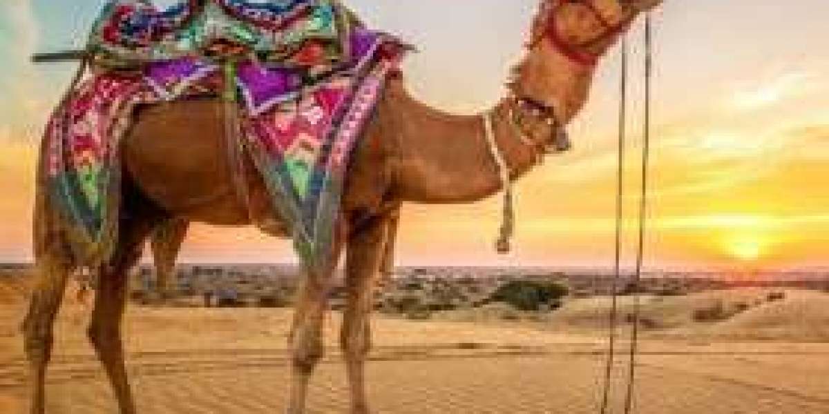 Jaisalmer Tour Packages: A Journey Through Royal Rajasthan