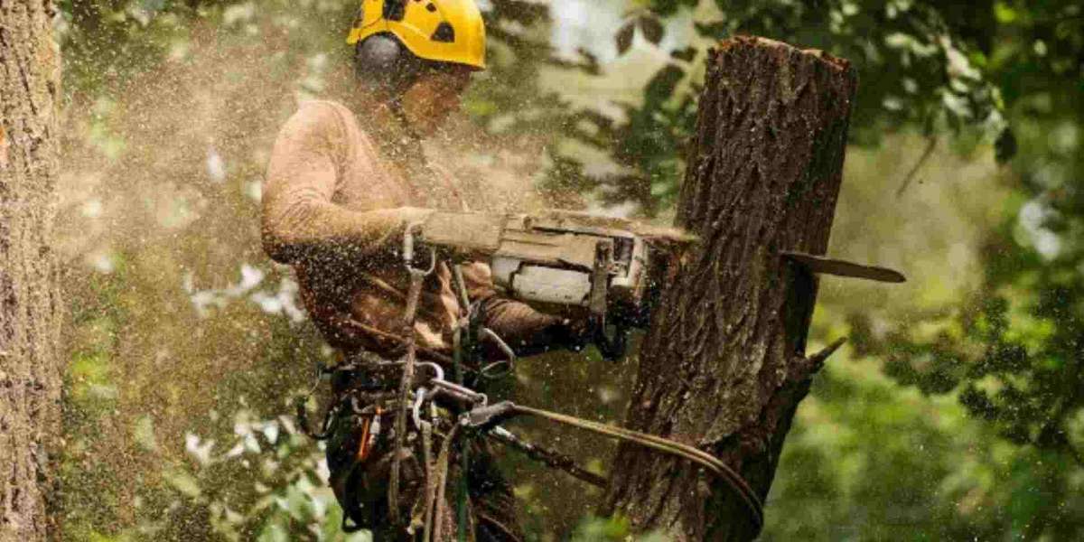 Top Notch Tree Service: The Complete Guide to Premium Tree Care