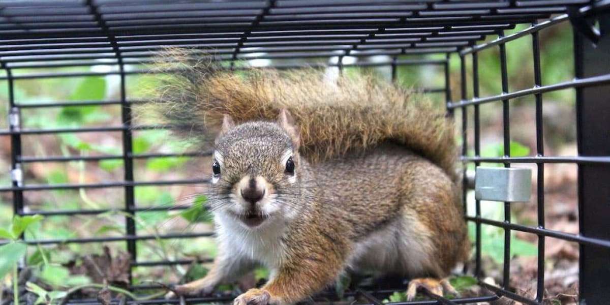 Are Squirrel Boxes a Viable Solution for Squirrel Control?