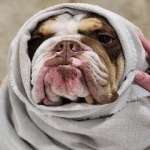 Pawsh Pet Salon and Spa