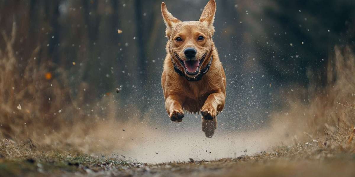 Why do dogs run around?