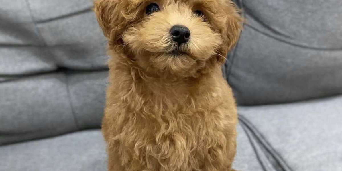 Explore Australian Labradoodles – Hypoallergenic Labradoodle Puppies for Sale