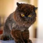 Posh Paws Grooming And Pet Spa LLC