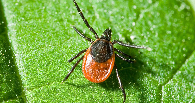 Organic Tick Treatment Easton, PA - Sunlight, Water & Us