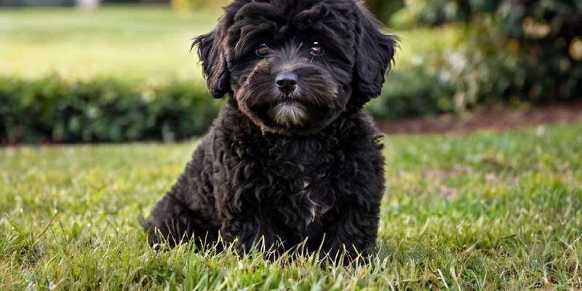 Black Maltipoo