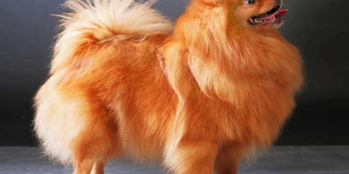 Charming Companions for Life: Discover the Joy of Owning a Pomeranian