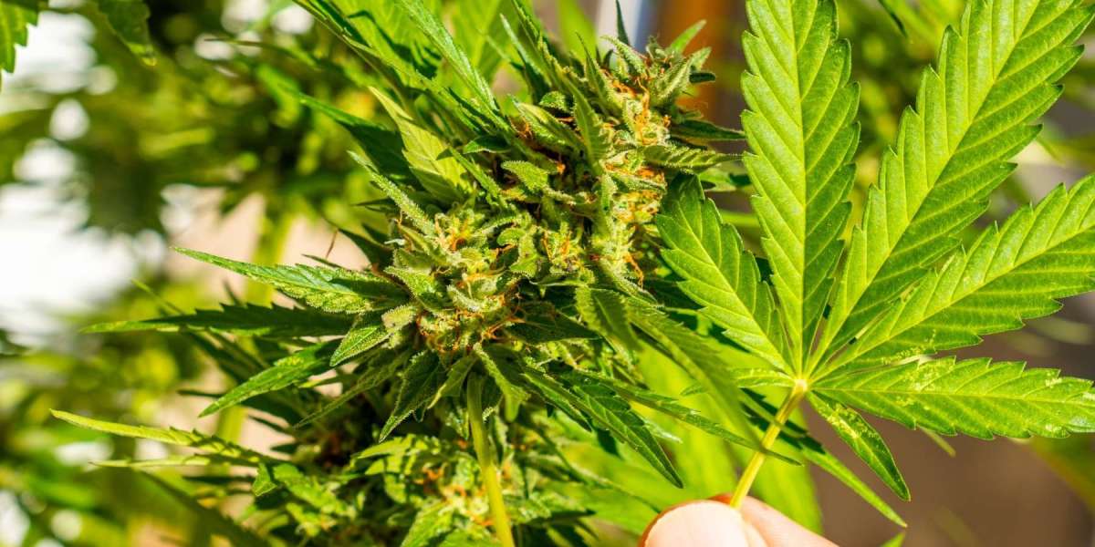 Unlocking the Potential of Super Lemon Haze Seeds: A Complete Grower’s Guide