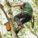Affordable Tree Service Houston