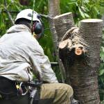 Ajs Tree Care