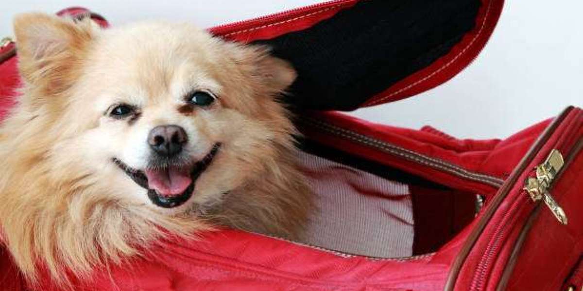 Comfort and Convenience of Carrying a Small Dog in Bag