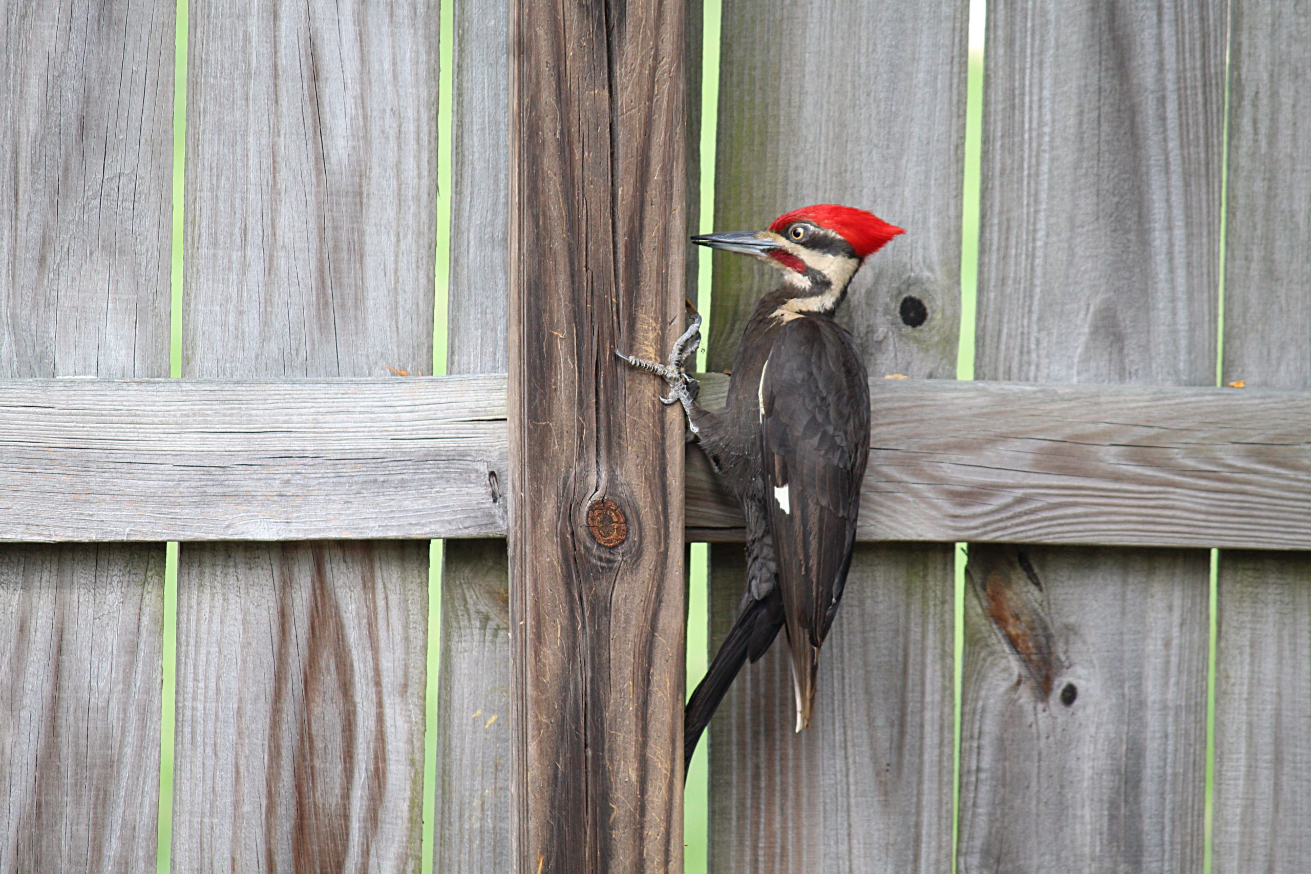 Best Woodpecker Proof Siding for Calgary Homes | Alfa Roofing