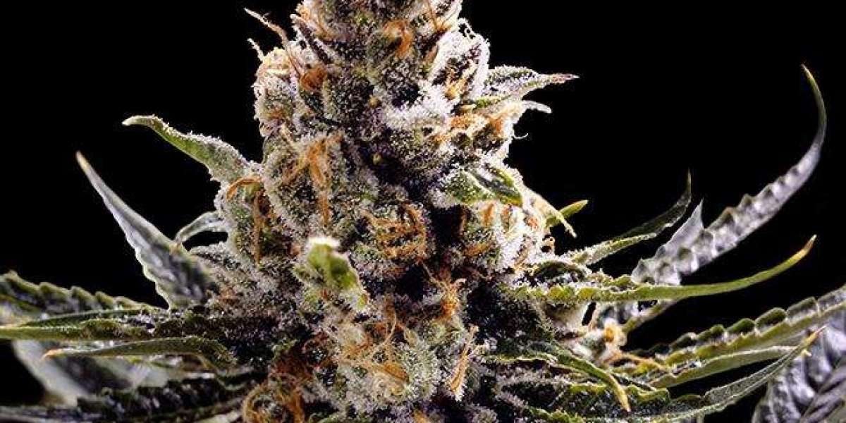 Why Autoflower Marijuana Seeds Are Perfect for Every Grower
