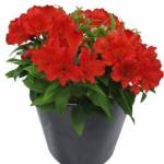 gardeners treasures