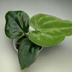 Lianthurium Plants