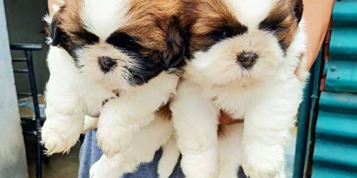 Cat Shop in Dehradun – Everything Your Feline Friend Needs