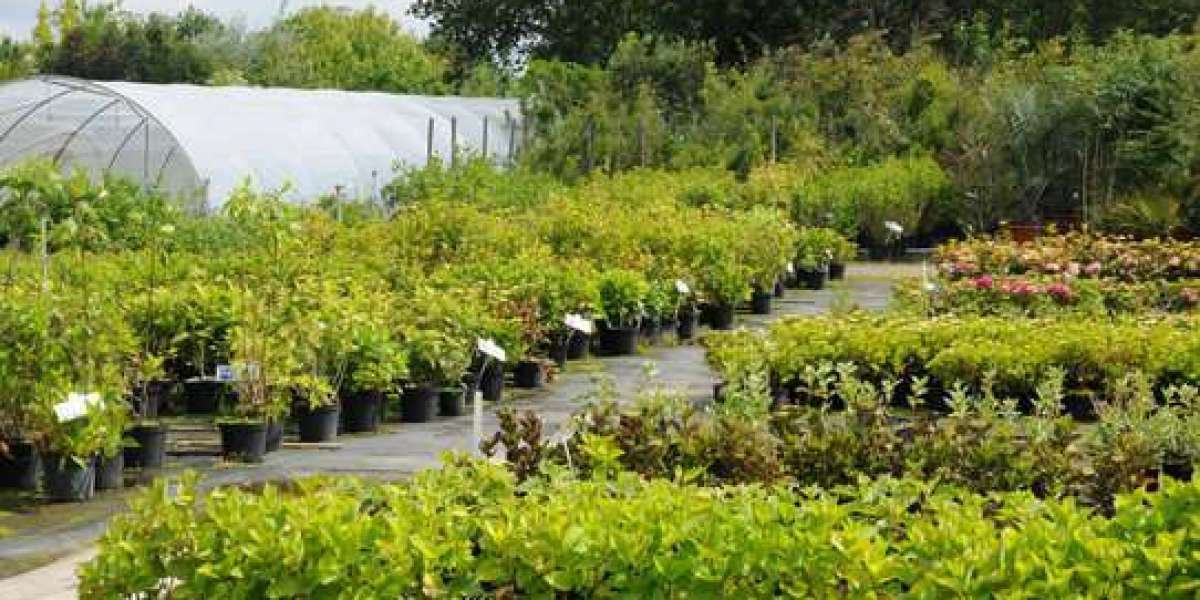 Guide to Tree Care & Maintenance Services in Spring Hill, FL