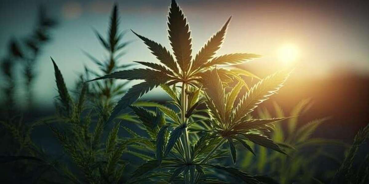 MMJ Card Online