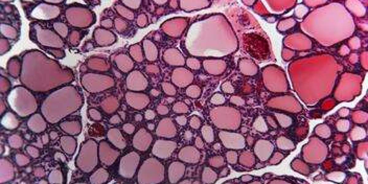 Histology Sample Preparation Service: The Key to Accurate and Reliable Results in Medical Research