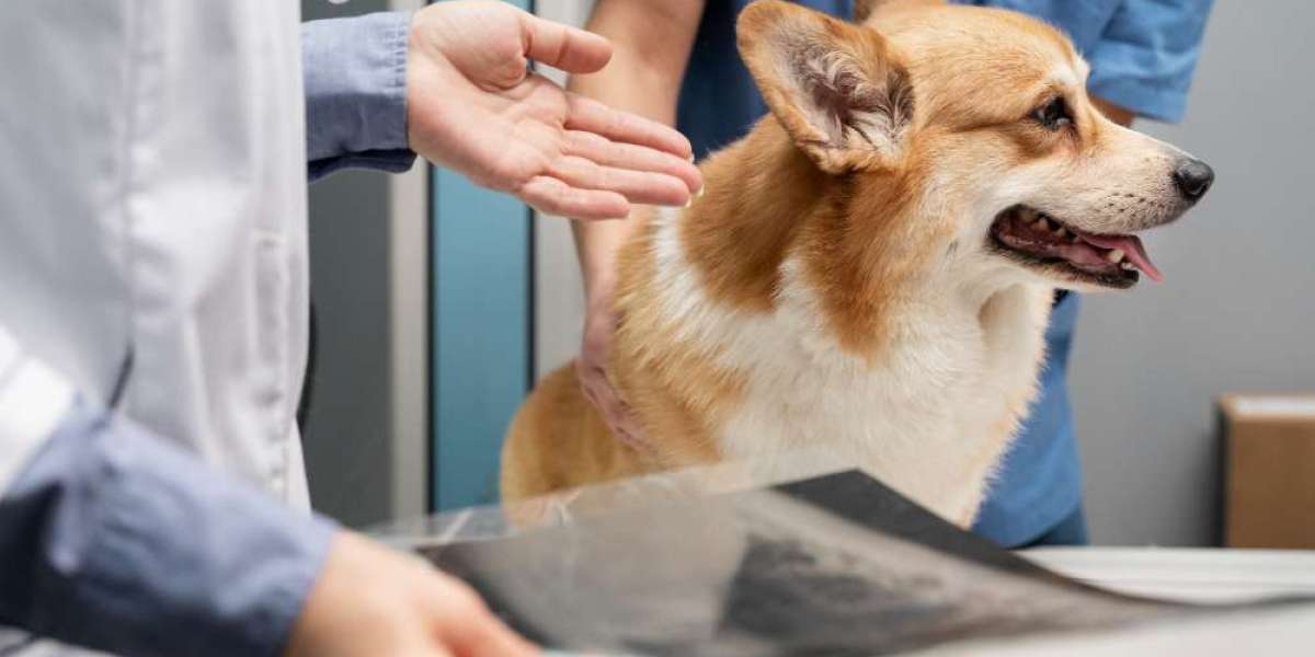 Animal X-Ray and Ultrasound Near Me