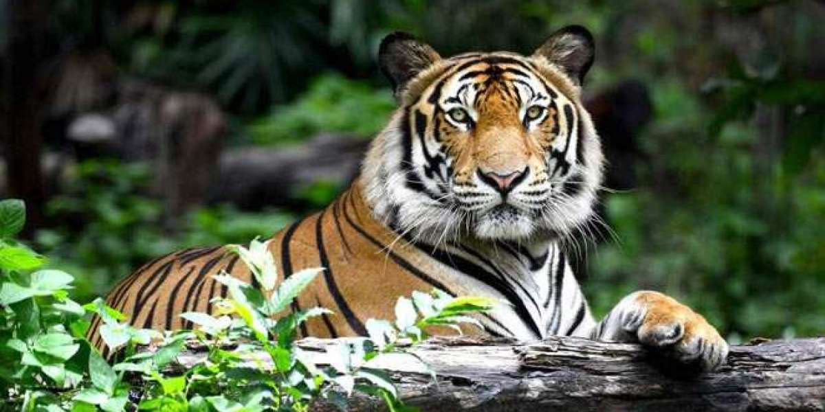Why a Tiger Safari in India Should Be on Every Traveler’s Bucket List
