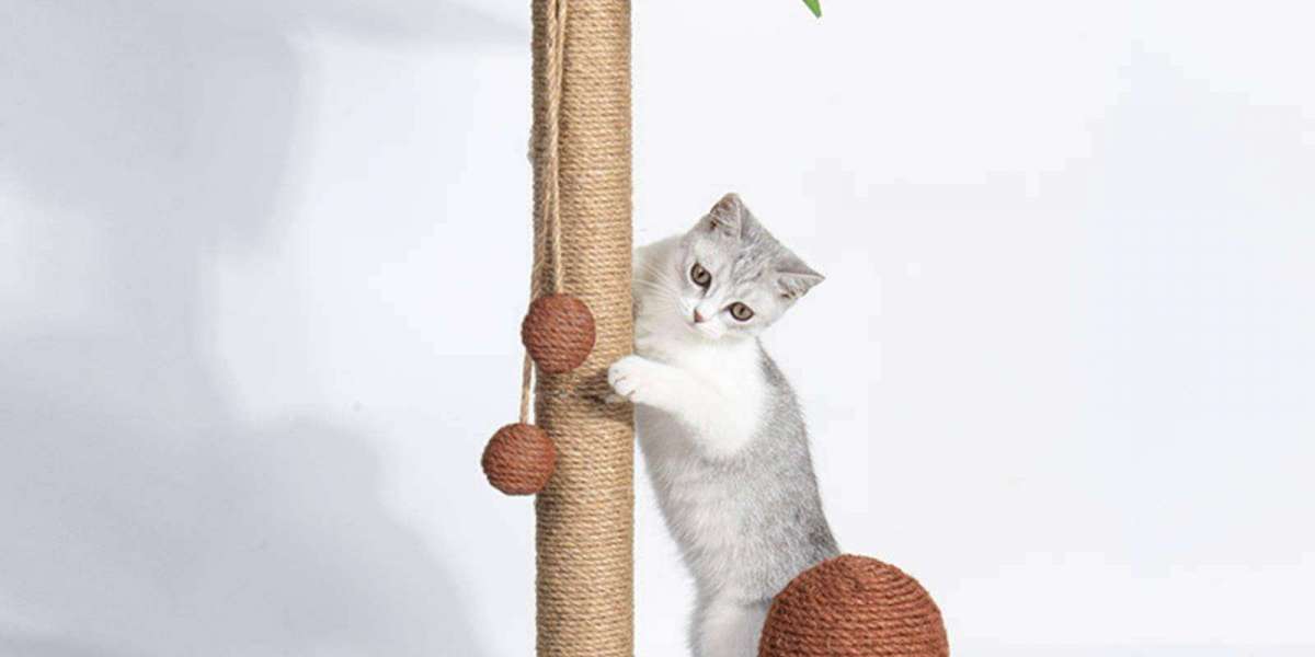 The Perfect Choice for a Happy and Healthy Cat