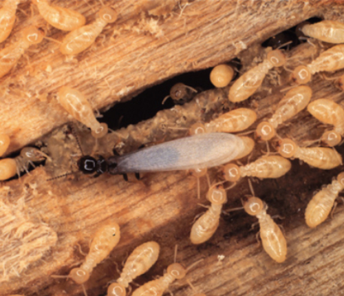 Pest Control Epping, Termite Treatment, & Inspection Epping