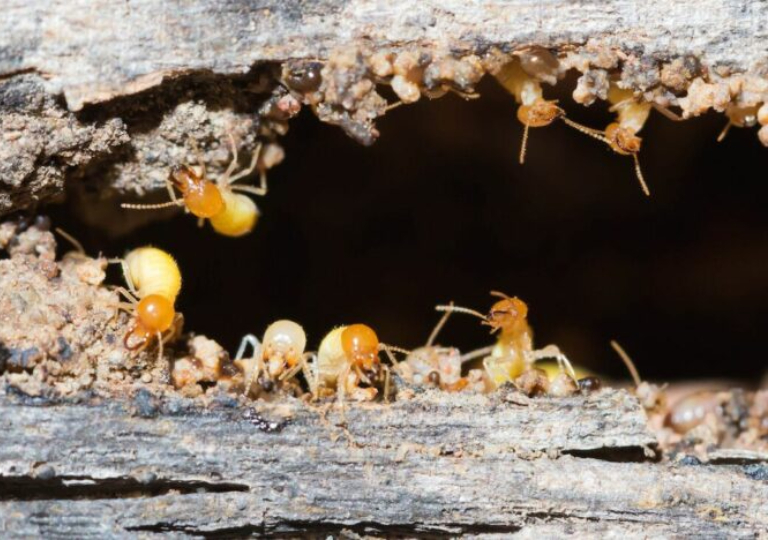 Pest Control Diamond Creek, Spider Treatment, Termite Inspection
