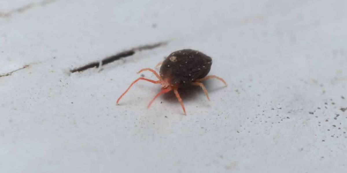 Choosing the Right Local Solution to Get Rid of Home Mites Effectively