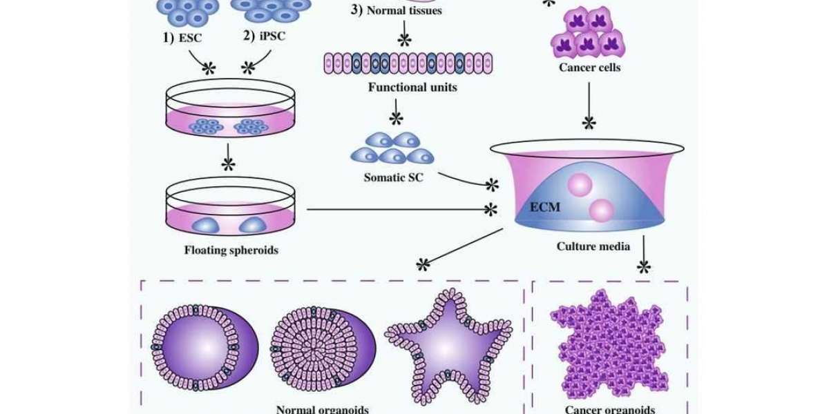 OGN™ Tumor-derived Organoid Culture Kits to Advance Cancer Research