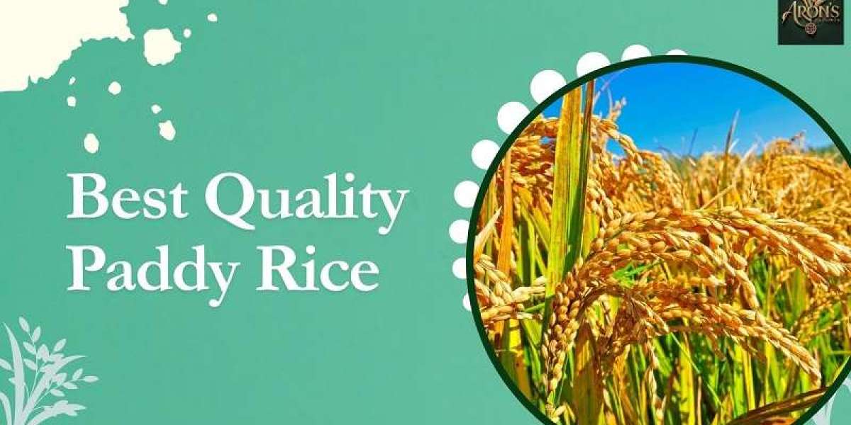 How to Choose the Best Quality Paddy Rice for Bulk Purchase