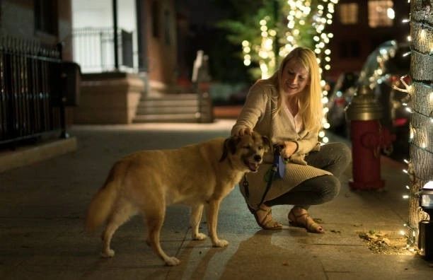What Sets Premium Dog Daycare in NJ Apart from Standard Services?