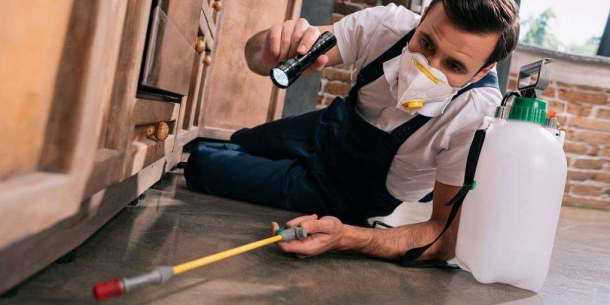 Finding Reliable Pest Control Near Me: How Experts Solve the Root of Infestations