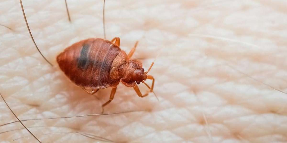 Bed Bug Removal Services IL: Say Goodbye to Sleepless Nights