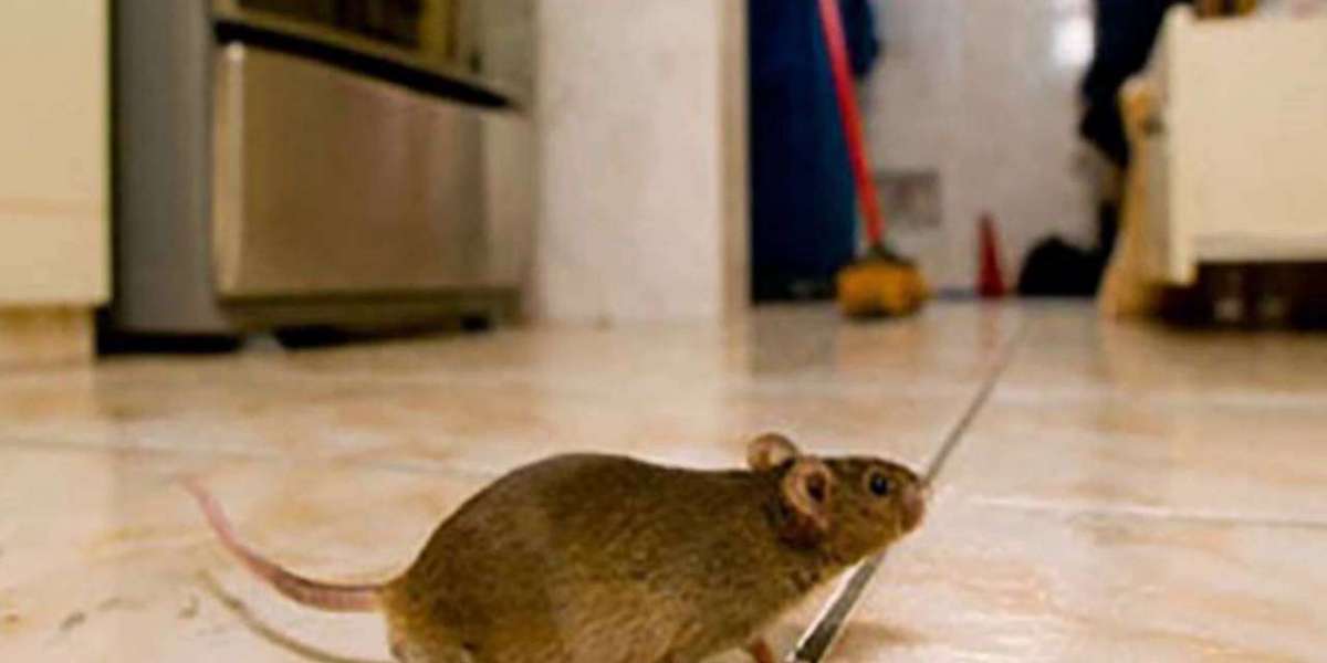 Rodents in Hanover, IL: Your 24-Hour Action Plan to Safety
