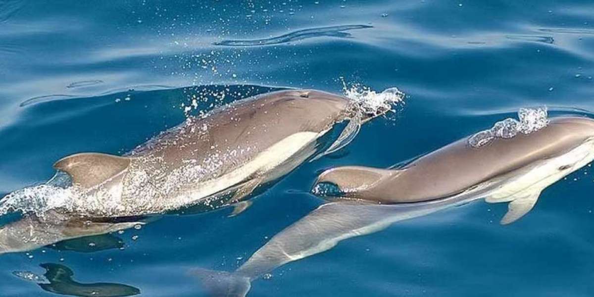 Vivez une expérience inoubliable avec une sortie dauphin en Martinique