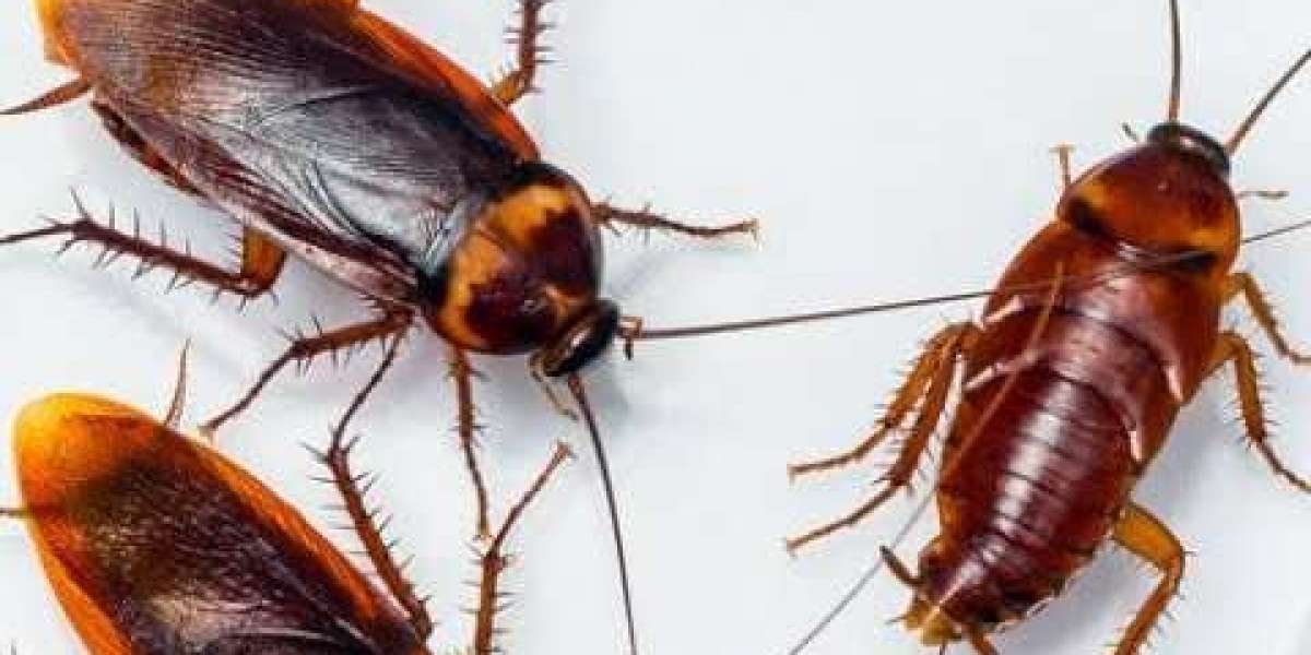 How Expert Cockroach Pest Control Protects Your Home