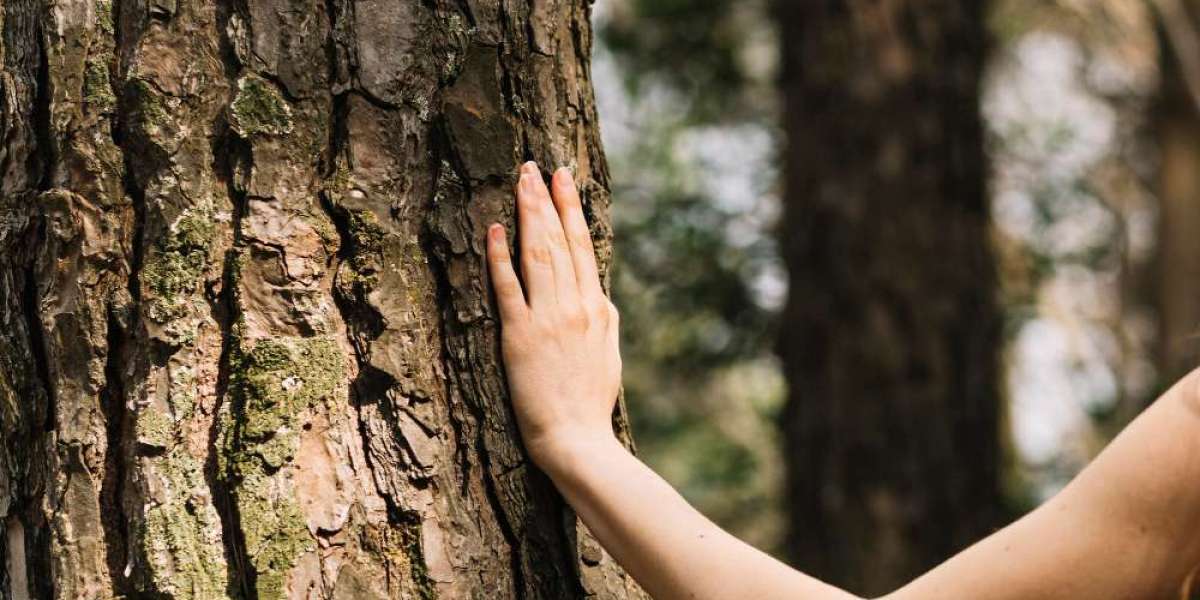 Tree Removal vs. Tree Preservation: Making the Right Choice