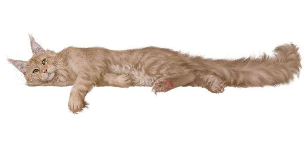 How To Choose The Best Maine Coon Kitten Breeder In The USA
