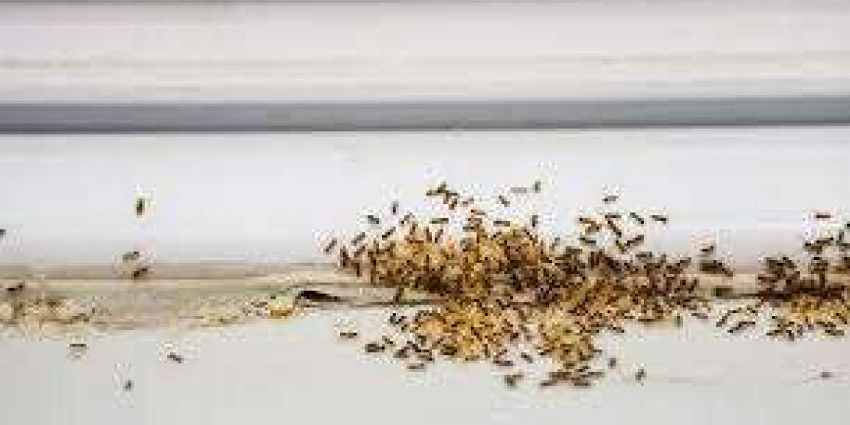 Top Residential Fly Pest Control Methods Every Home owner Should Know