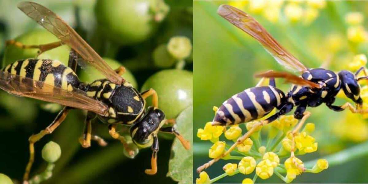 Safe and Skilled Bee Removal Services for Protecting Your Home