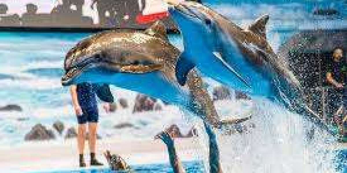 A Complete Visitor Guide to Dubai Dolphinarium: Shows, Attractions & Travel Tips