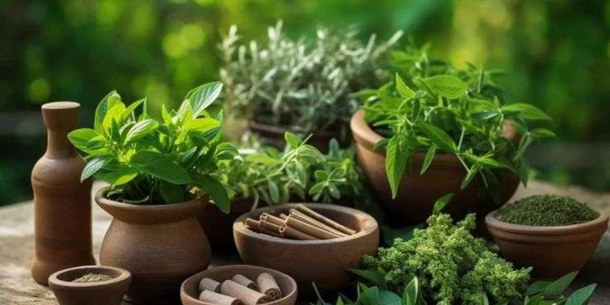 Why Plant Protein Is Becoming the Future of Clean, Sustainable Nutrition
