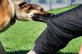 Why Choosing the Best Dog Bite Lawyer in Canoga Park Matters