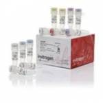 pcr reagents