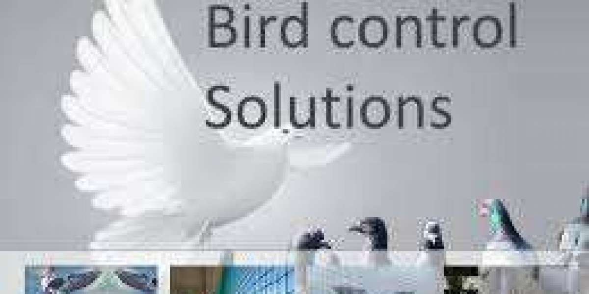 Complete Guide to Bird Control Treatment Services